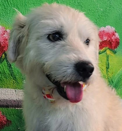 adoptable Dog in Langley, BC named FRITZ (Mid-East) sm