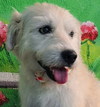 adoptable Dog in , BC named FRITZ (Mid-East) sm