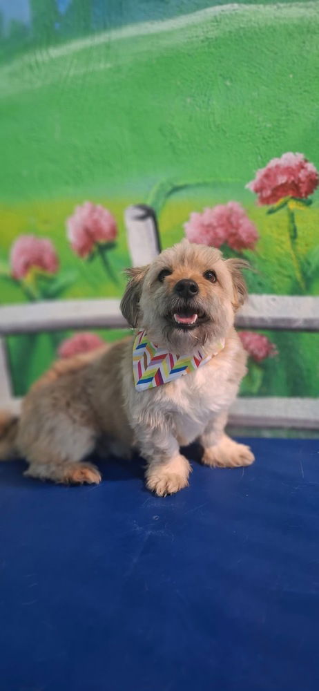 adoptable Dog in Langley, BC named Berkley (Middle East) KP