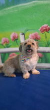 adoptable Dog in  named Berkley (Middle East) KP