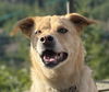 adoptable Dog in , BC named HAILEY (Local) yo