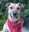 adoptable Dog in Langley, BC named TRIO (local) New Westminster - yo