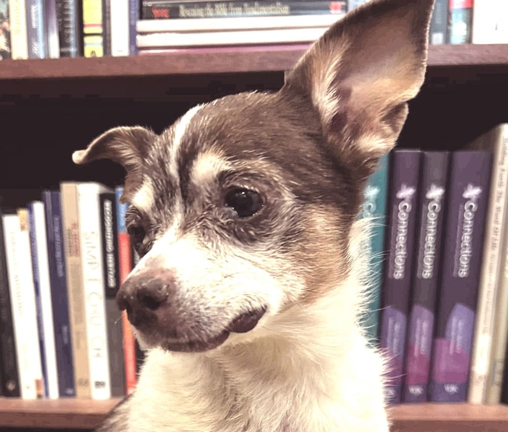 adoptable Dog in Langley, BC named EMMY (New Mexico, US) yo