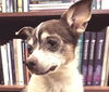 adoptable Dog in  named EMMY
