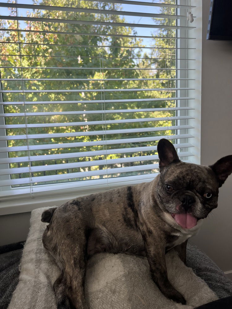 adoptable Dog in Langley, BC named SKYE (local) KY