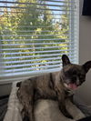 adoptable Dog in  named SKYE (local) KY