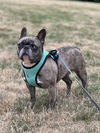 adoptable Dog in  named SKYE (local) KY