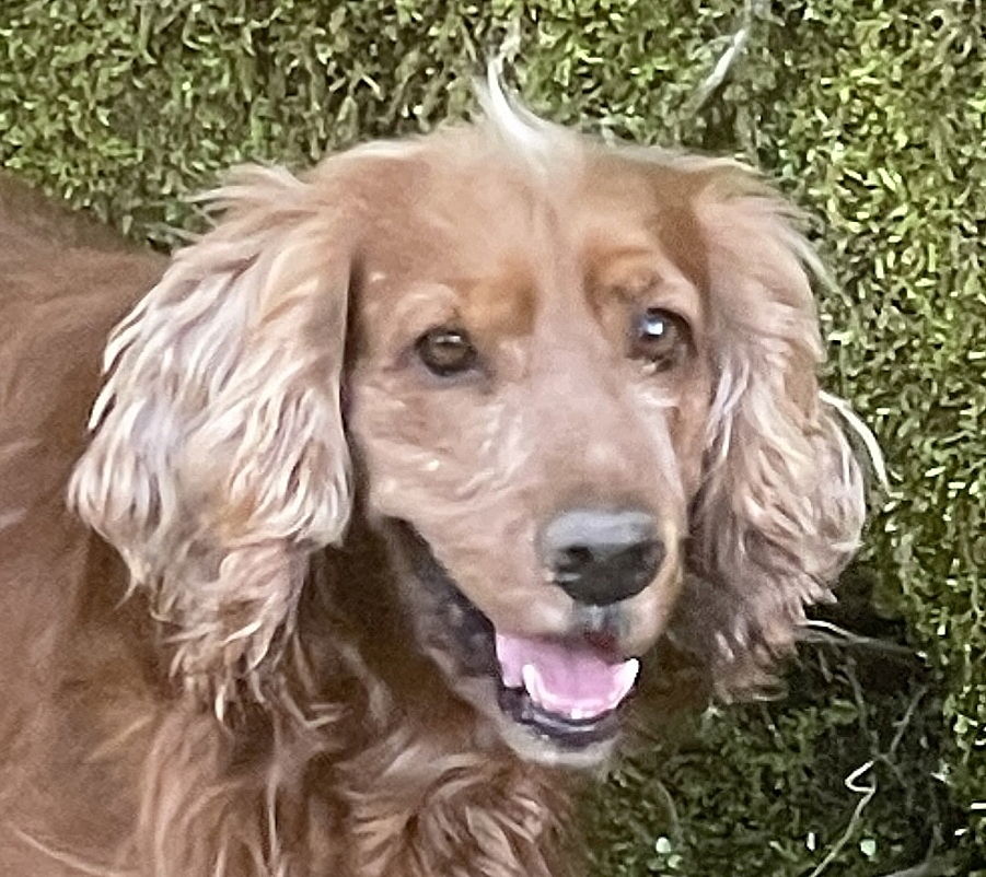 adoptable Dog in Langley, BC named WILLY (Rep of Georgia) yo