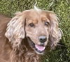 adoptable Dog in  named WILLY (Rep of Georgia) yo