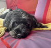 adoptable Dog in  named HIGGINS (Pending Adoption) yo
