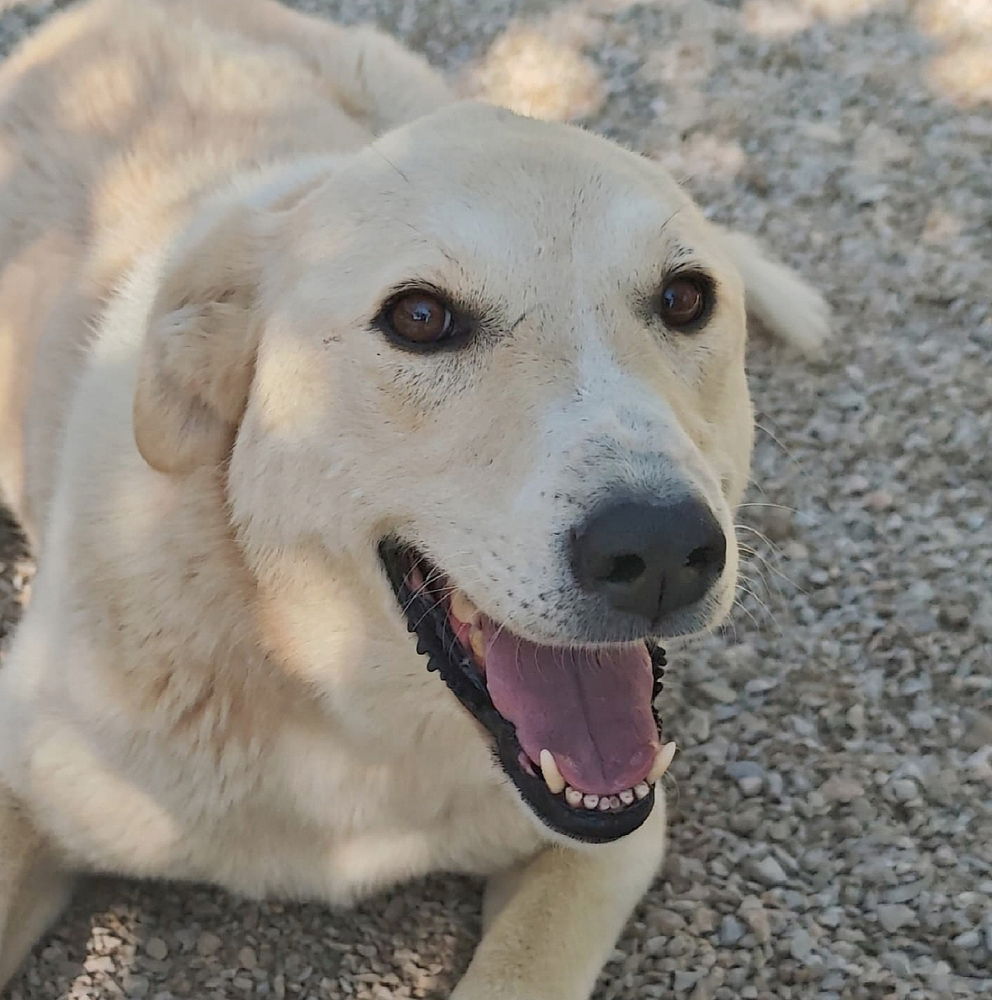 adoptable Dog in Langley, BC named KAYMATI (Turkey) kt
