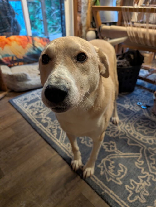 ZEYNO - LOCAL -  KT - Labrador Retriever / Shepherd available for adoption