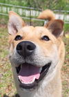 adoptable Dog in  named Fondue (S. Korea) hz