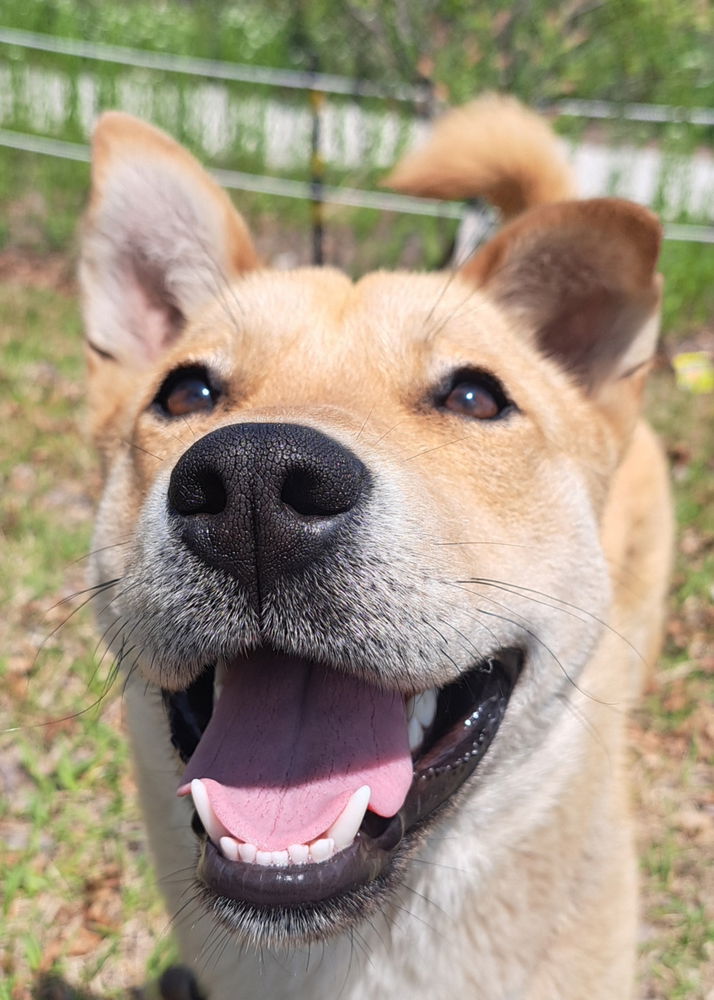 adoptable Dog in Langley, BC named Fondue (S. Korea) hz