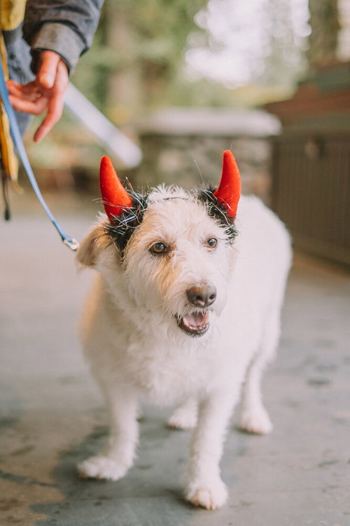ALVIN - LOCAL - SF - Jack Russell Terrier / Spitz available for adoption