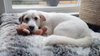 Alvin - local - sf - Photo 4