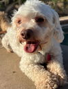 adoptable Dog in  named Snowball (LOCAL) ns