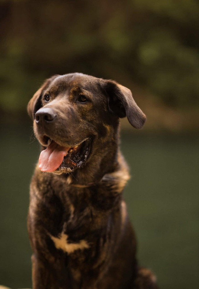 Duke - Local (Merritt ) - sf Image