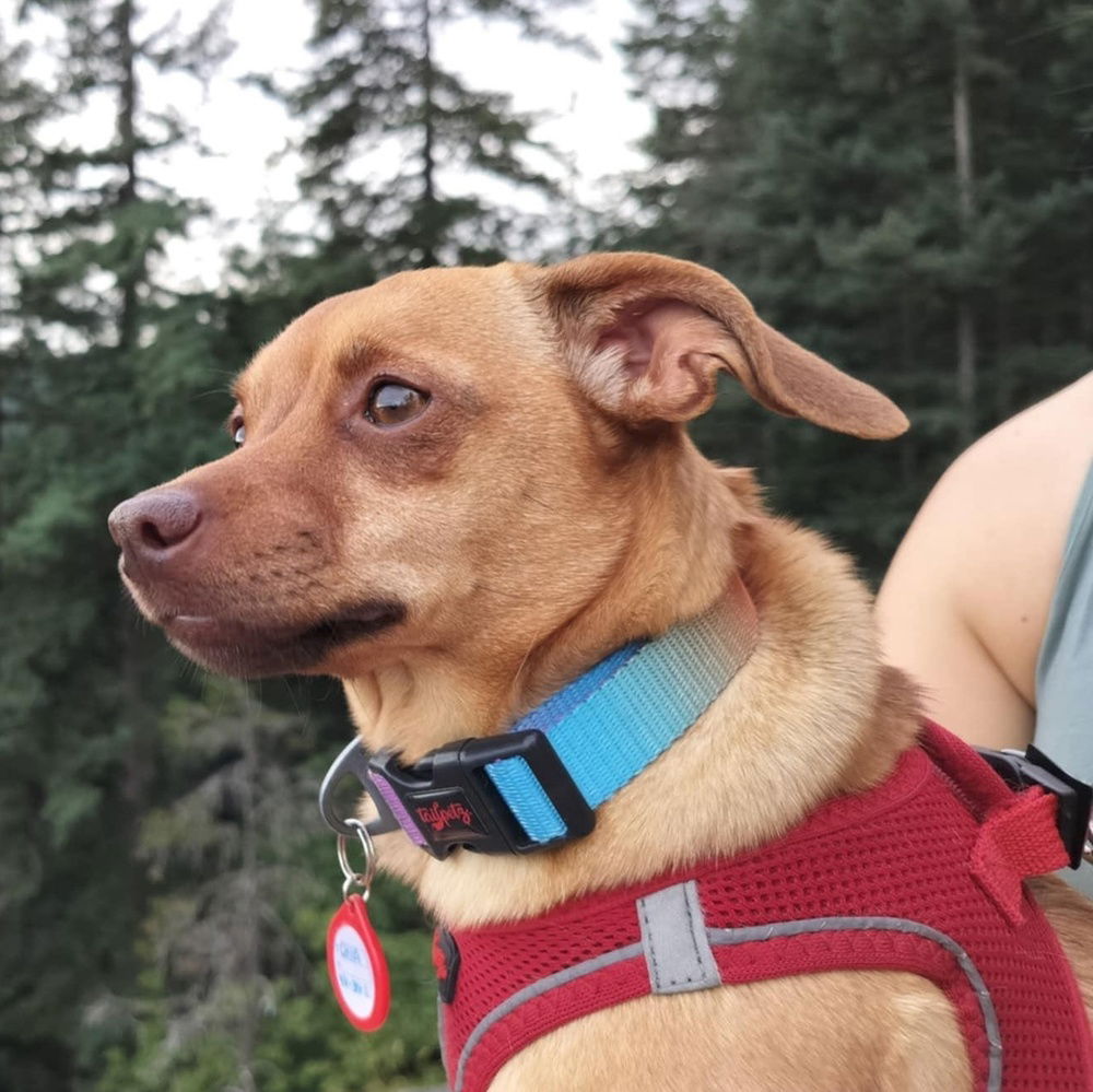 adoptable Dog in Langley, BC named KIVALINA (Local) kt