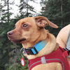 adoptable Dog in  named KIVALINA (Local) kt
