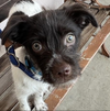 adoptable Dog in  named Nona (California) ns