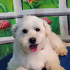 adoptable Dog in  named Peni (Pending Adoption) sm
