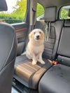 adoptable Dog in  named Alvin - Courtesy post