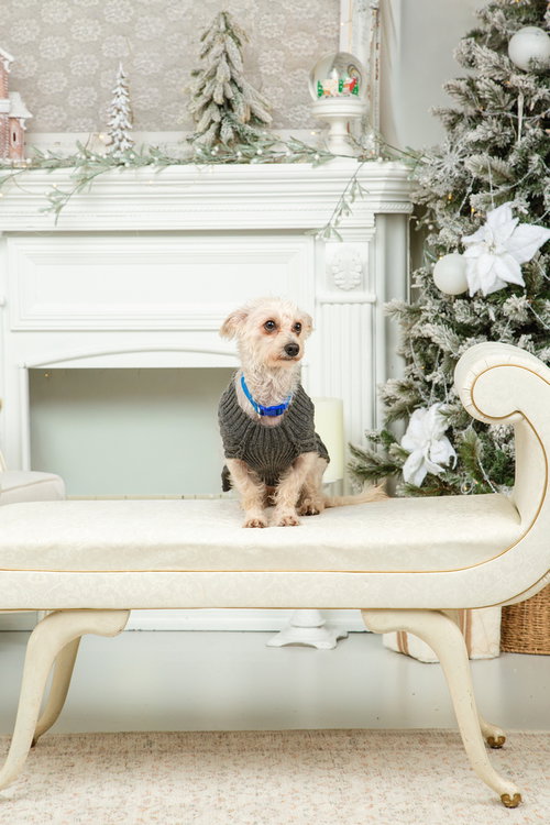 JARVIS (LOCAL) COQUITLAM - YO - Terrier available for adoption