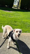 JARVIS (Local) Coquitlam - yo - Photo 3