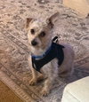 JARVIS (Local) Coquitlam - yo - Photo 4