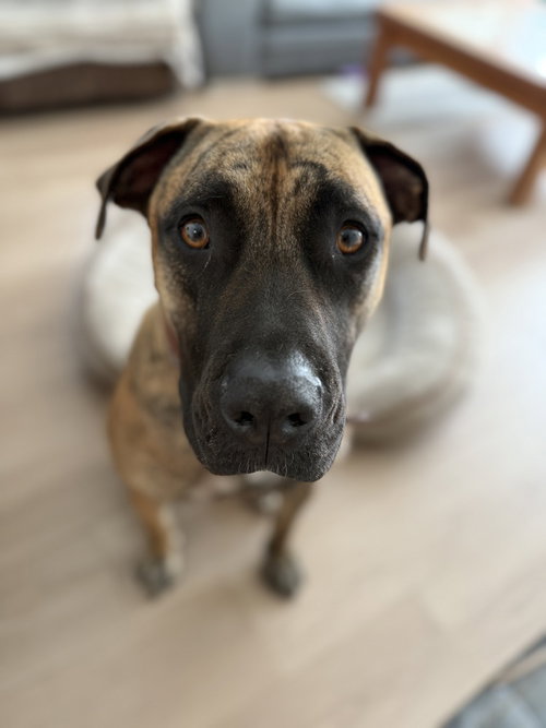KAIDA (COURTESY POST) - Presa Canario available for adoption