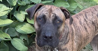 KAIDA (COURTESY POST) - Presa Canario available for adoption