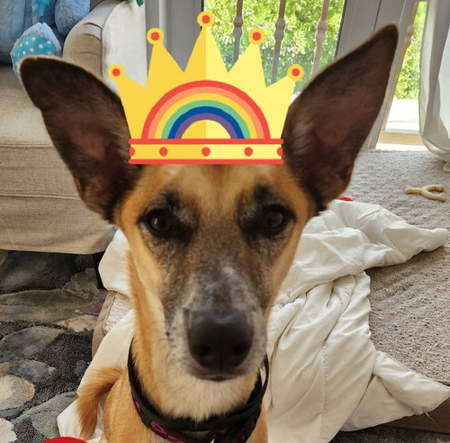 SHYLO (UAE) YO - Whippet / Shepherd available for adoption