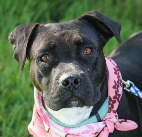 DEBBIE (US, N MEX) YO BOND W/ EMERSON - Pit Bull Terrier available for adoption