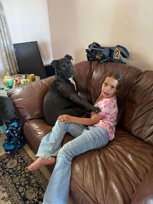 DEBBIE (US, N MEX) YO BOND W/ EMERSON - Pit Bull Terrier available for adoption