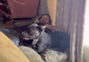 DEBBIE (US, N Mex) yo BOND w/ Emerson - Photo 4