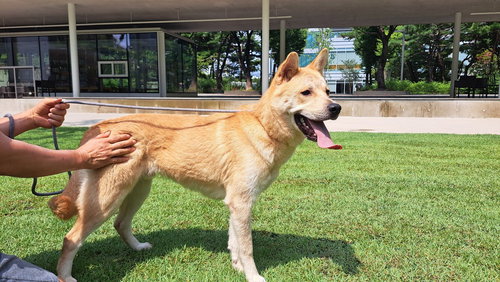 WOODY (S. KOREA) HZ - Jindo (Korean) available for adoption