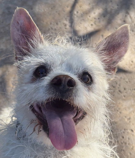 MATEO (LOCAL) NS - Terrier available for adoption