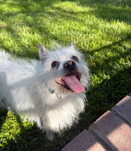MATEO (LOCAL) NS - Terrier available for adoption