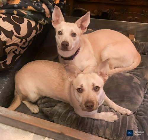 CHRISSY/CHARLOTTE (LOCAL) COURTESY POST - Labrador Retriever / Corgi available for adoption