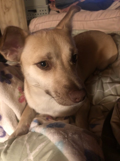 CHRISSY/CHARLOTTE (LOCAL) COURTESY POST - Labrador Retriever / Corgi available for adoption