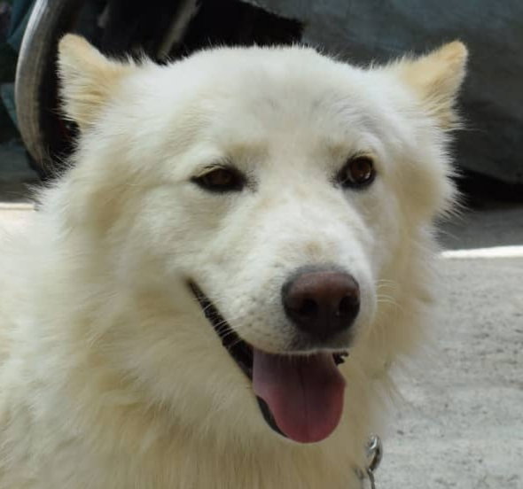 WOOFY - Vanc'r Island - SF Image