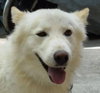 WOOFY - Vanc'r Island - SF - Photo 1
