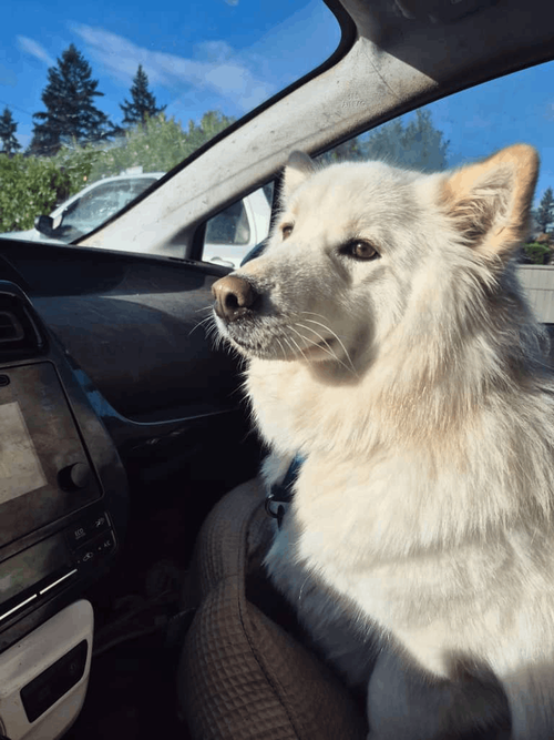 WOOFY - VANC'R ISLAND - SF - Samoyed available for adoption