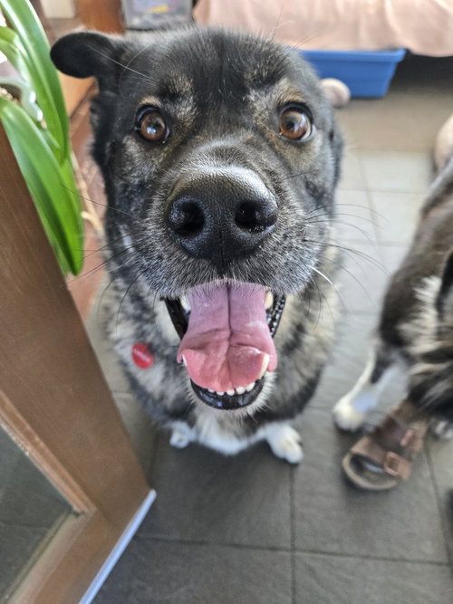 COHEN (COURTESY POST) - Akita / Shepherd available for adoption