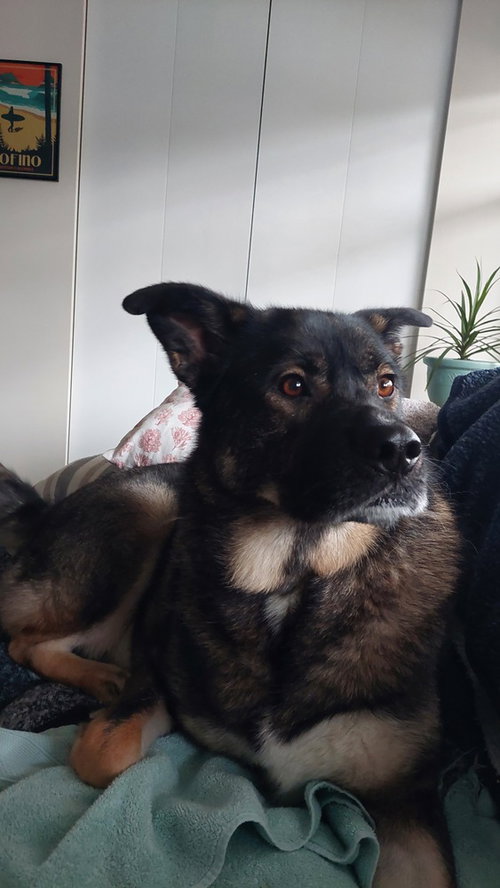 COHEN (COURTESY POST) - Akita / Shepherd available for adoption
