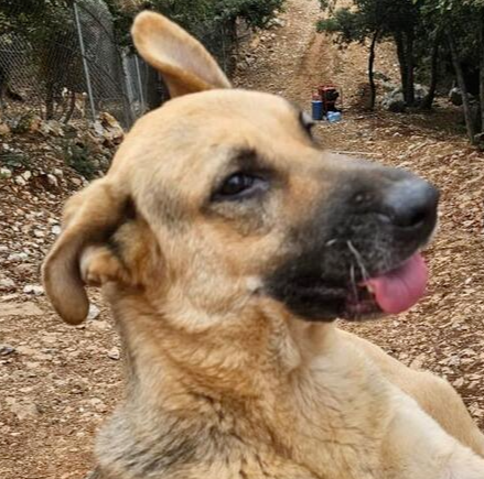 RAVEN (LEBANON) - NT - German Shepherd Dog available for adoption