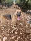 Raven (Lebanon) - nt - Photo 4