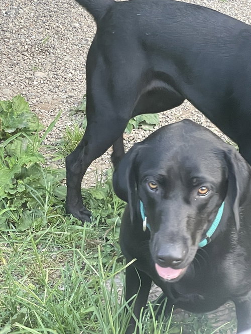 SAVORY (REP OF GEORGIA) YO - Labrador Retriever available for adoption