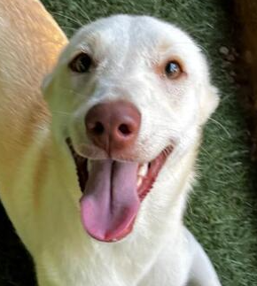PEARL (LEBANON) - NT - Labrador Retriever available for adoption